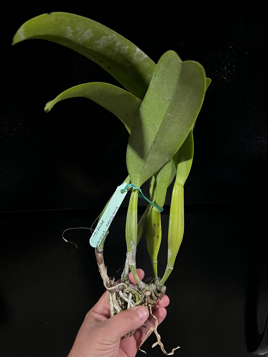 Cattleya Trianae Concolor “Amnesia”