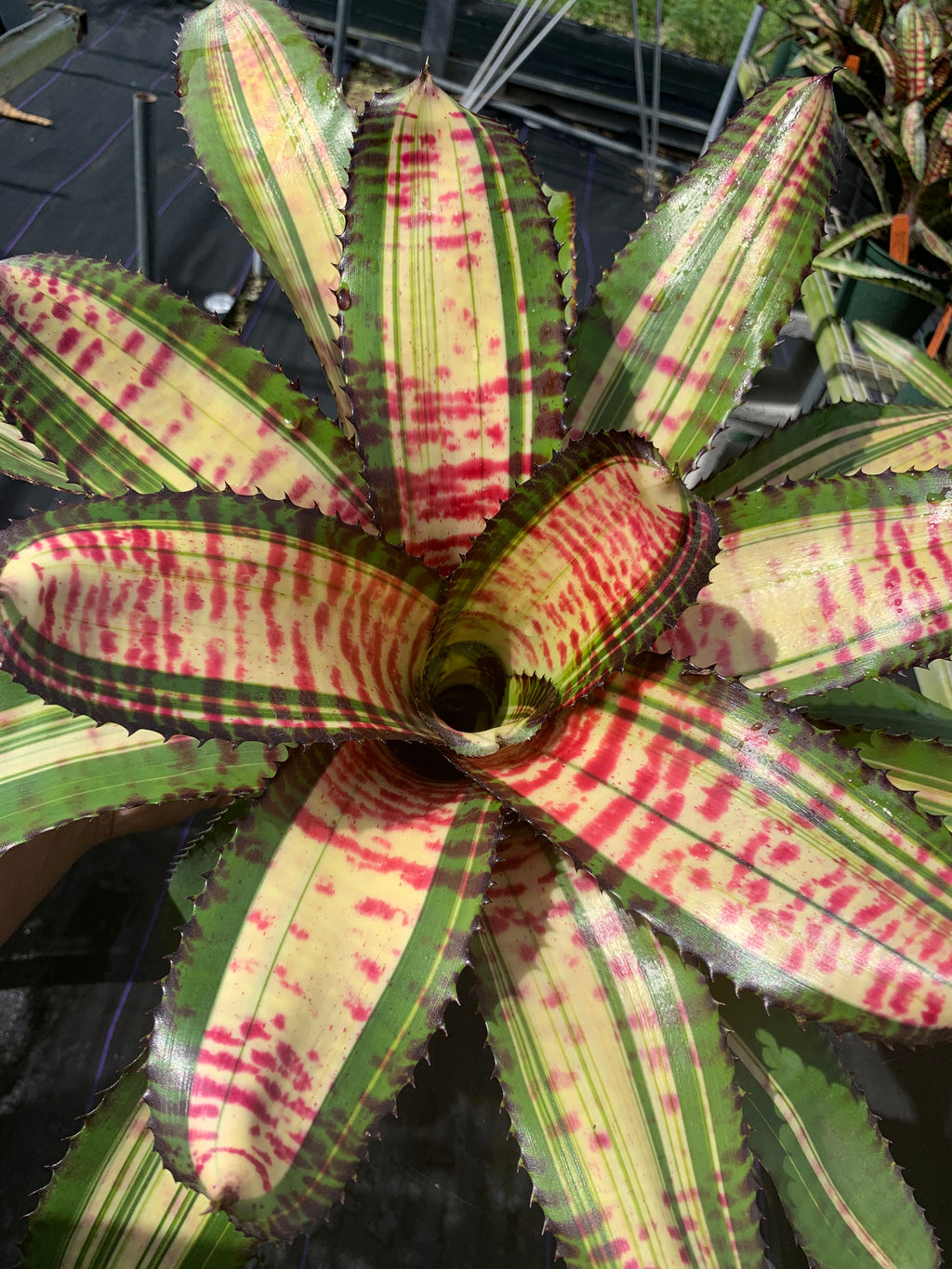 Neoregelia Twisted Sister "Skotak"