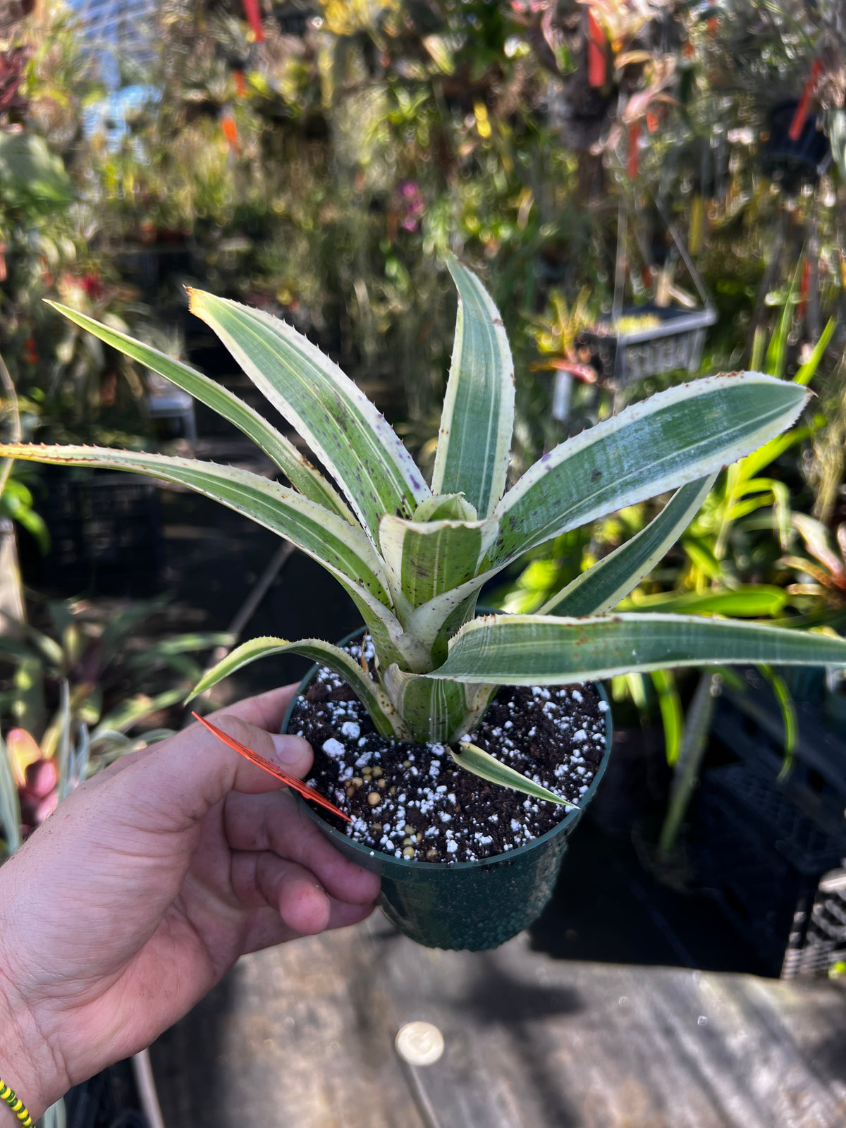 Neoregelia Pauciflora "Cascade"