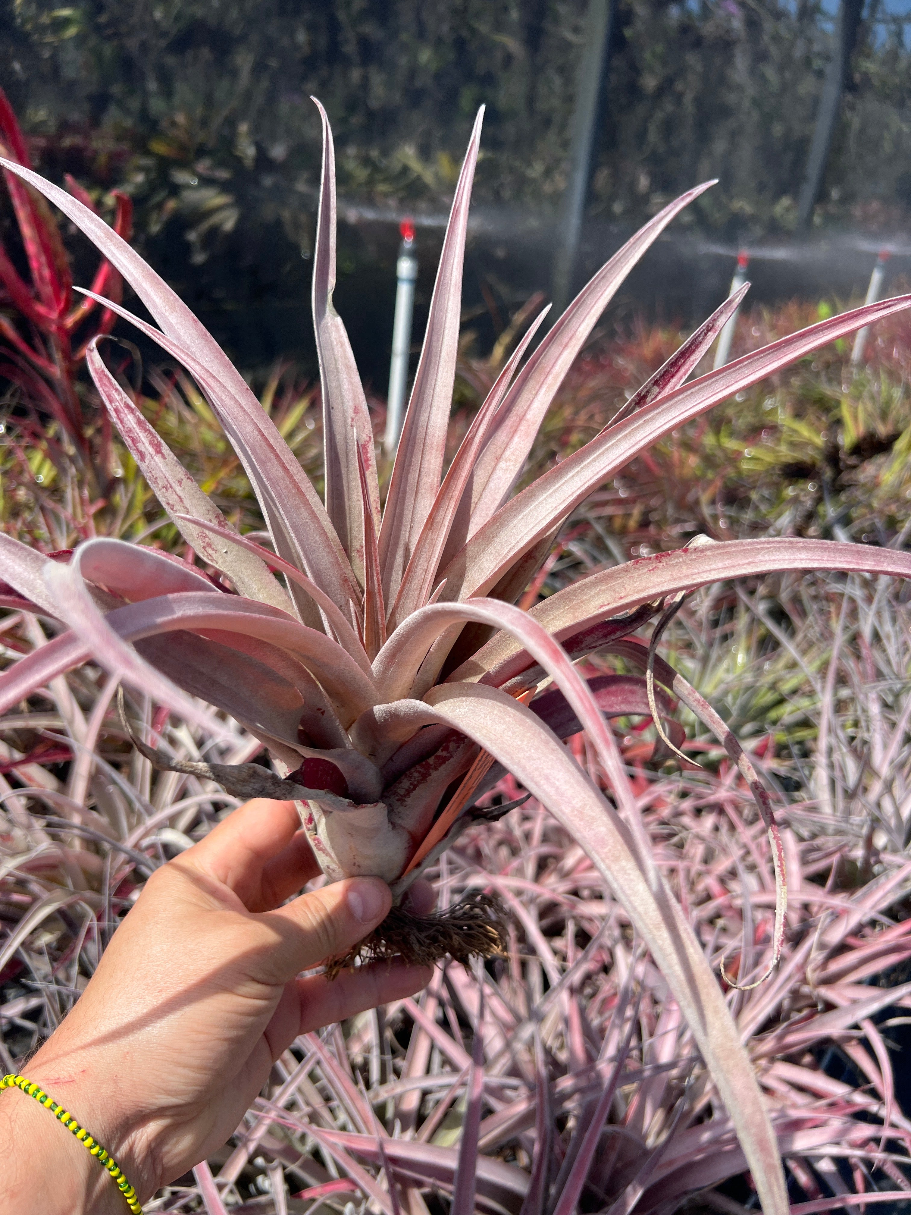 Tillandsia Michele