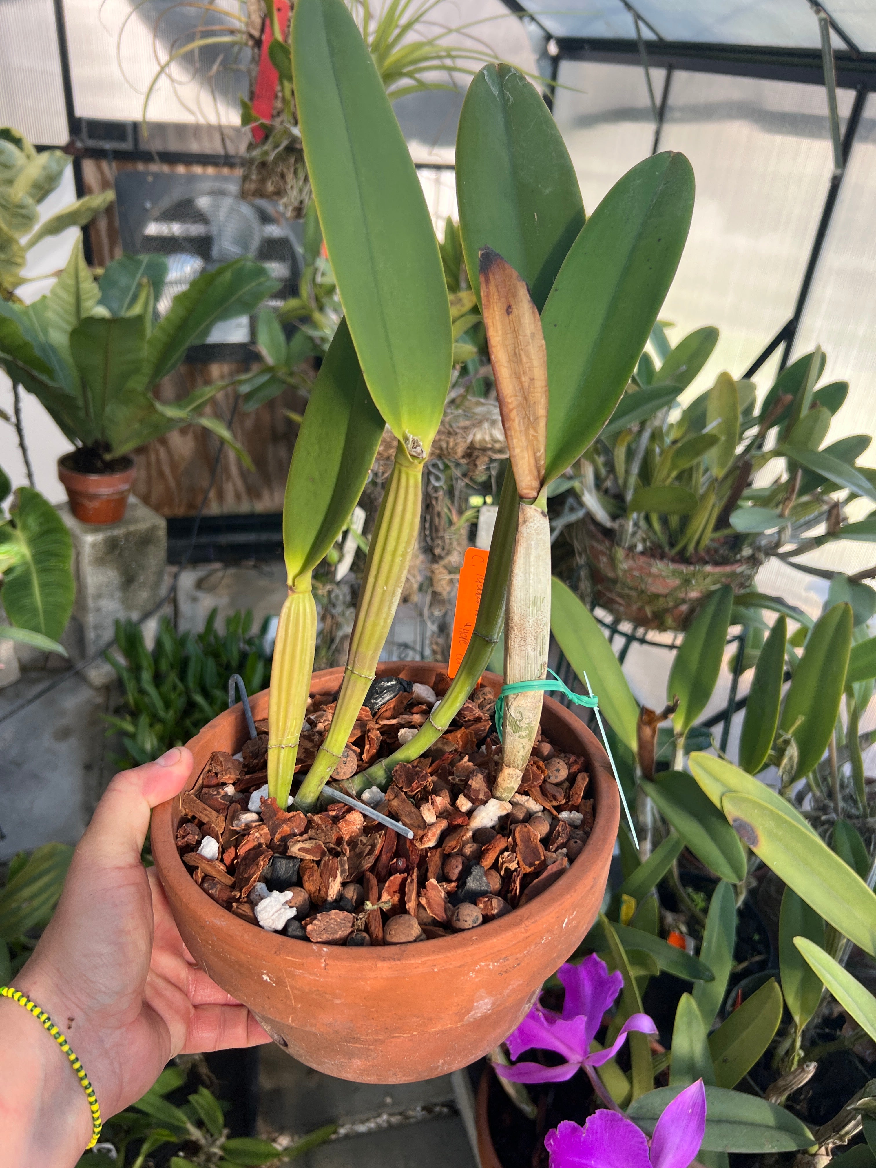 Cattleya Lueddemanniana "Here Comes Sunshine" HCC/AOS