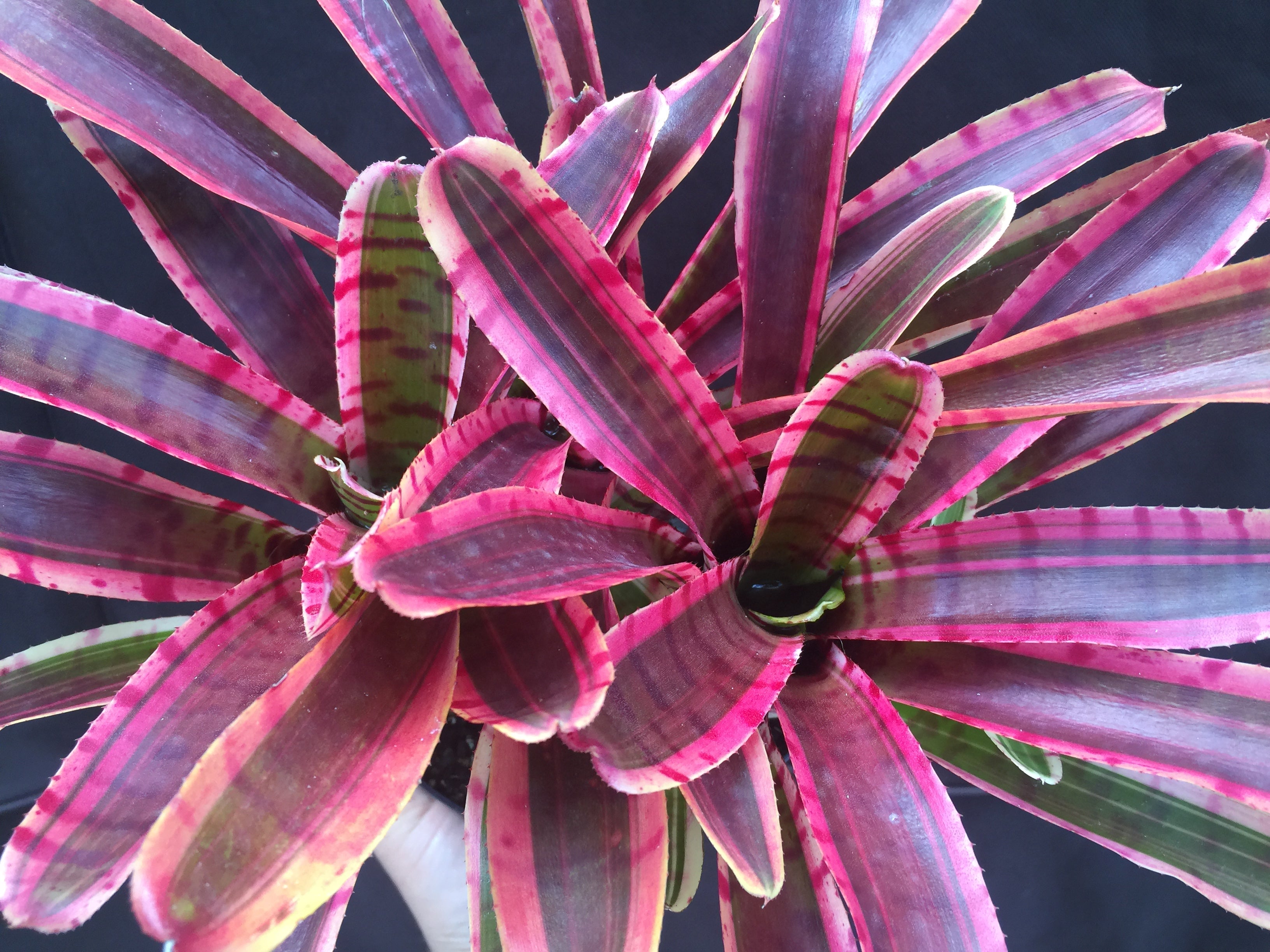 Neoregelia Red Bull “Skotak”