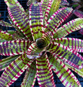 Neoregelia Timeless Beauty