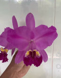 Cattleya Lueddemanniana "Here Comes Sunshine" HCC/AOS