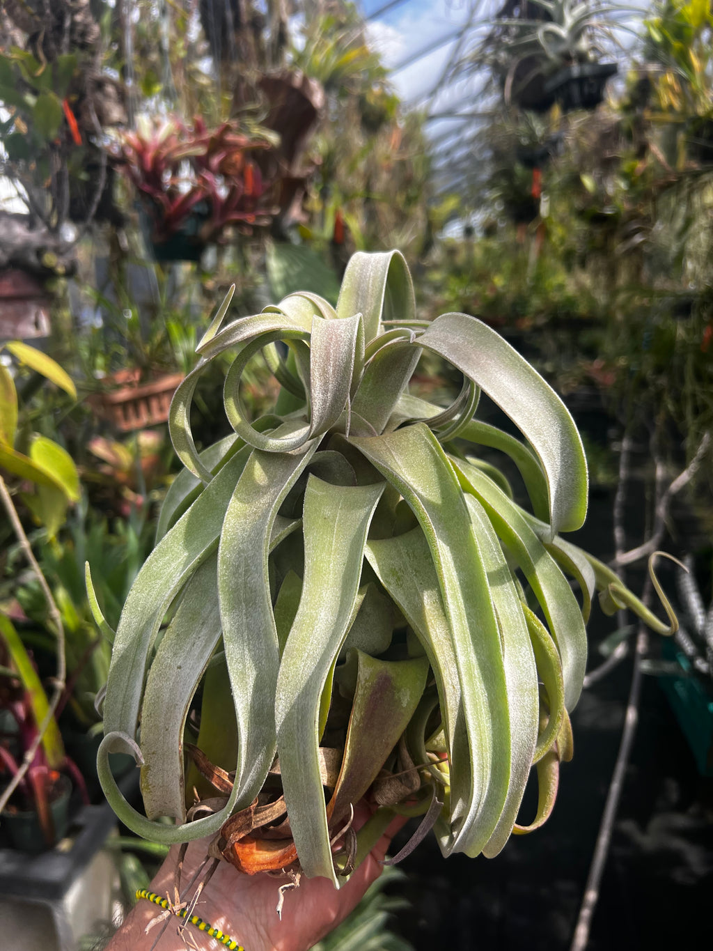 Tillandsia Streptophylla x Streptophylla