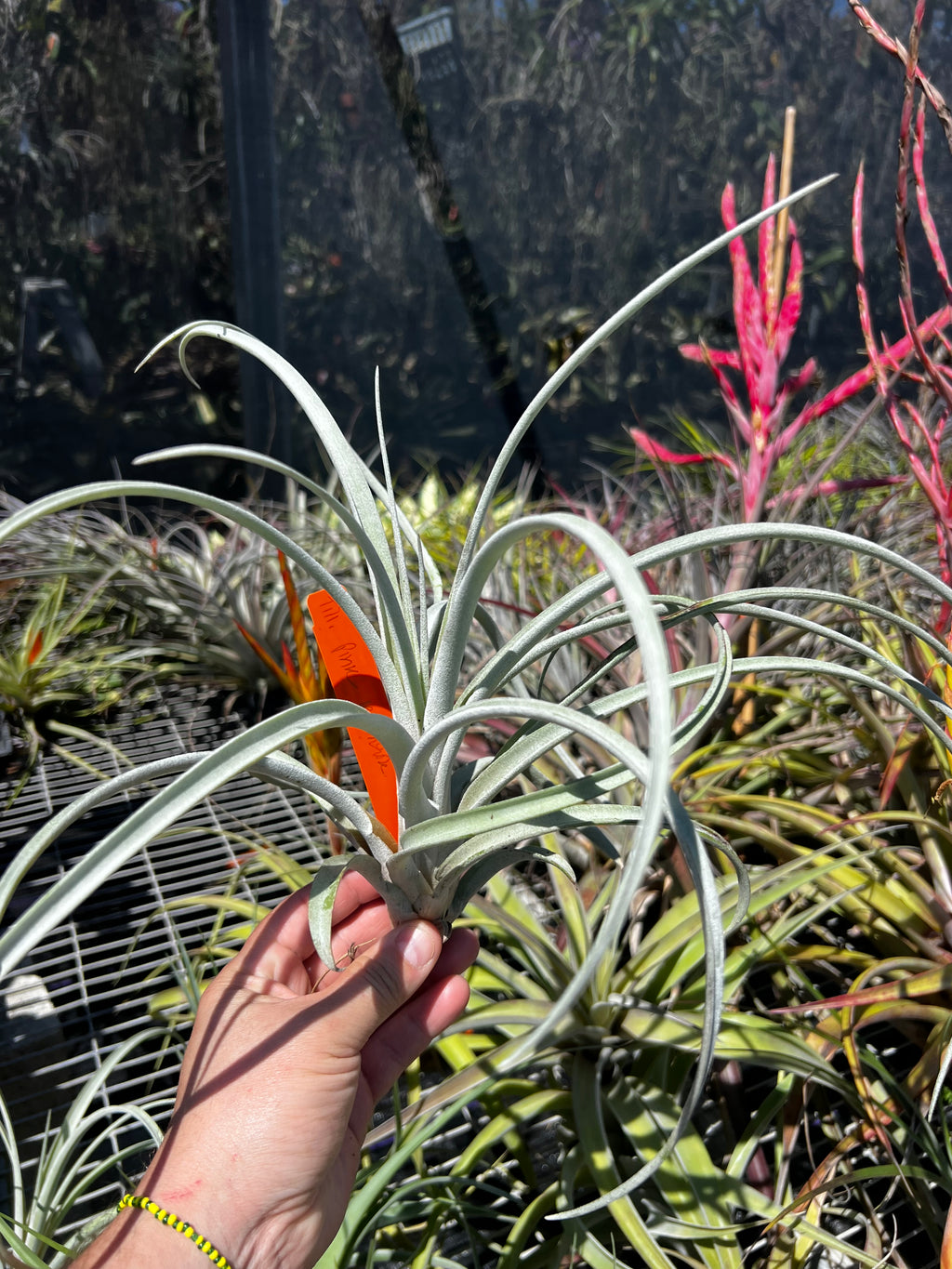 Tillandsia Pink Lemonade