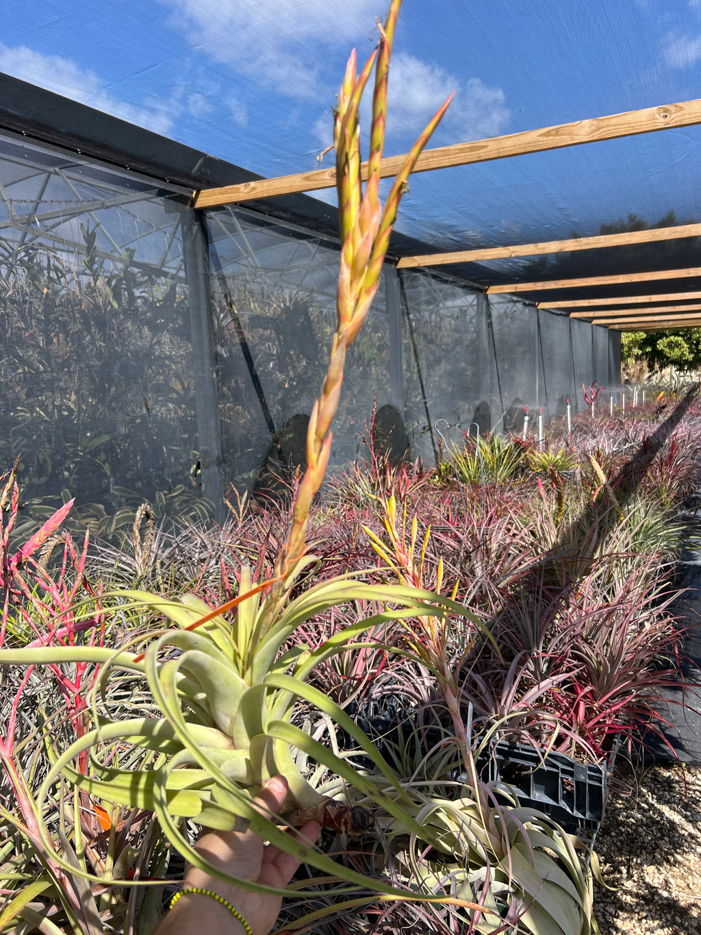 Tillandsia Guenthernolleri “Rio Marabasco
