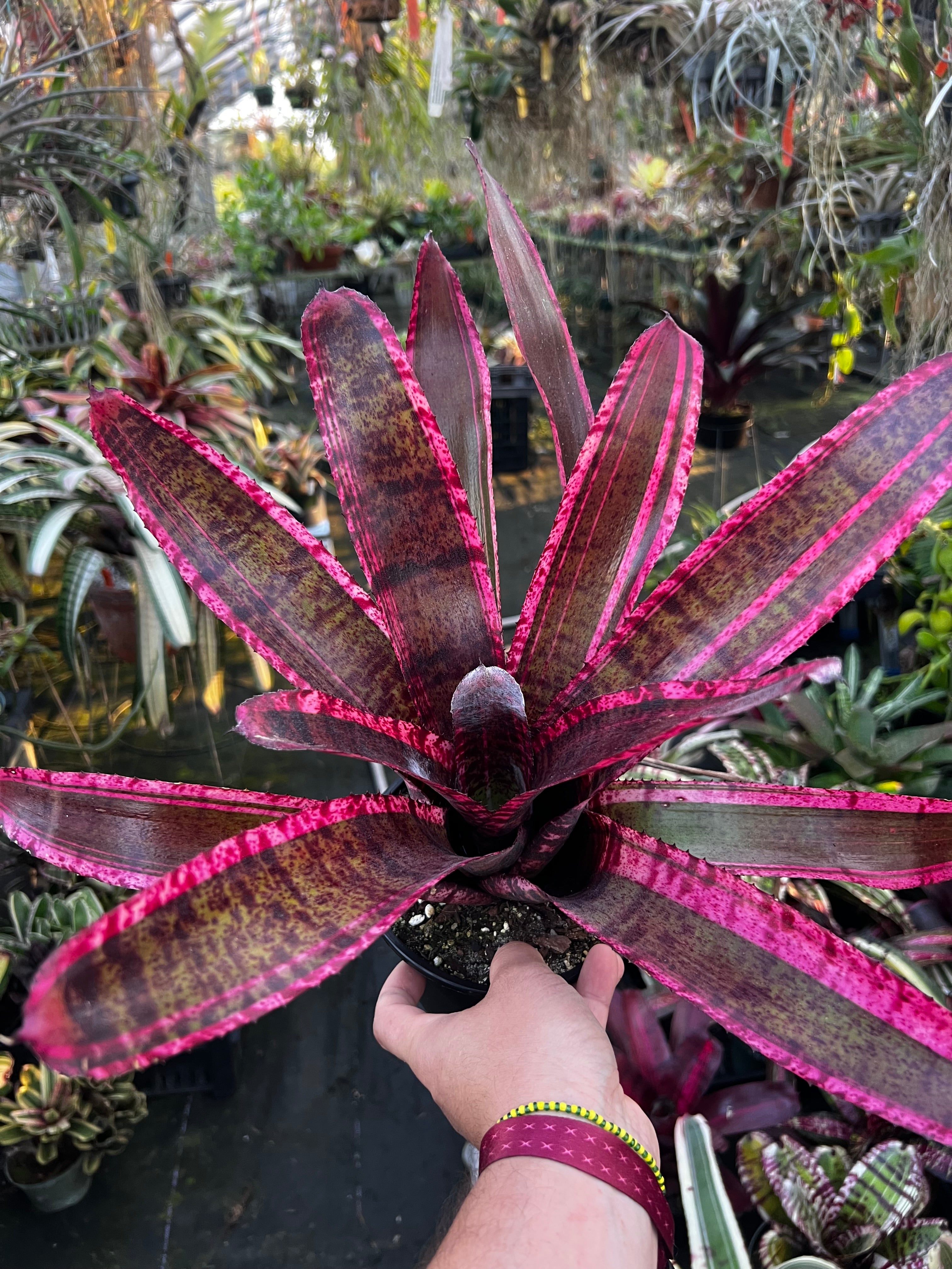 Neoregelia Chaos “Skotak”