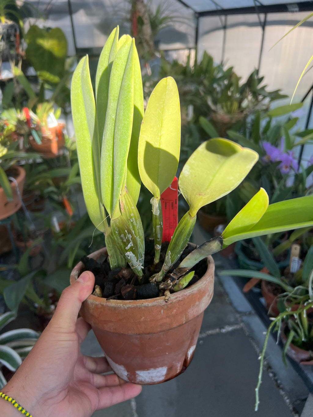 Cattleya Percivaliana Semi Alba “Canaimas Carache”