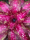 Neoregelia Virtuous "Skotak"