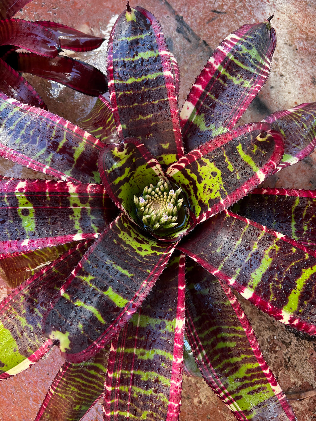 Neoregelia Innovator