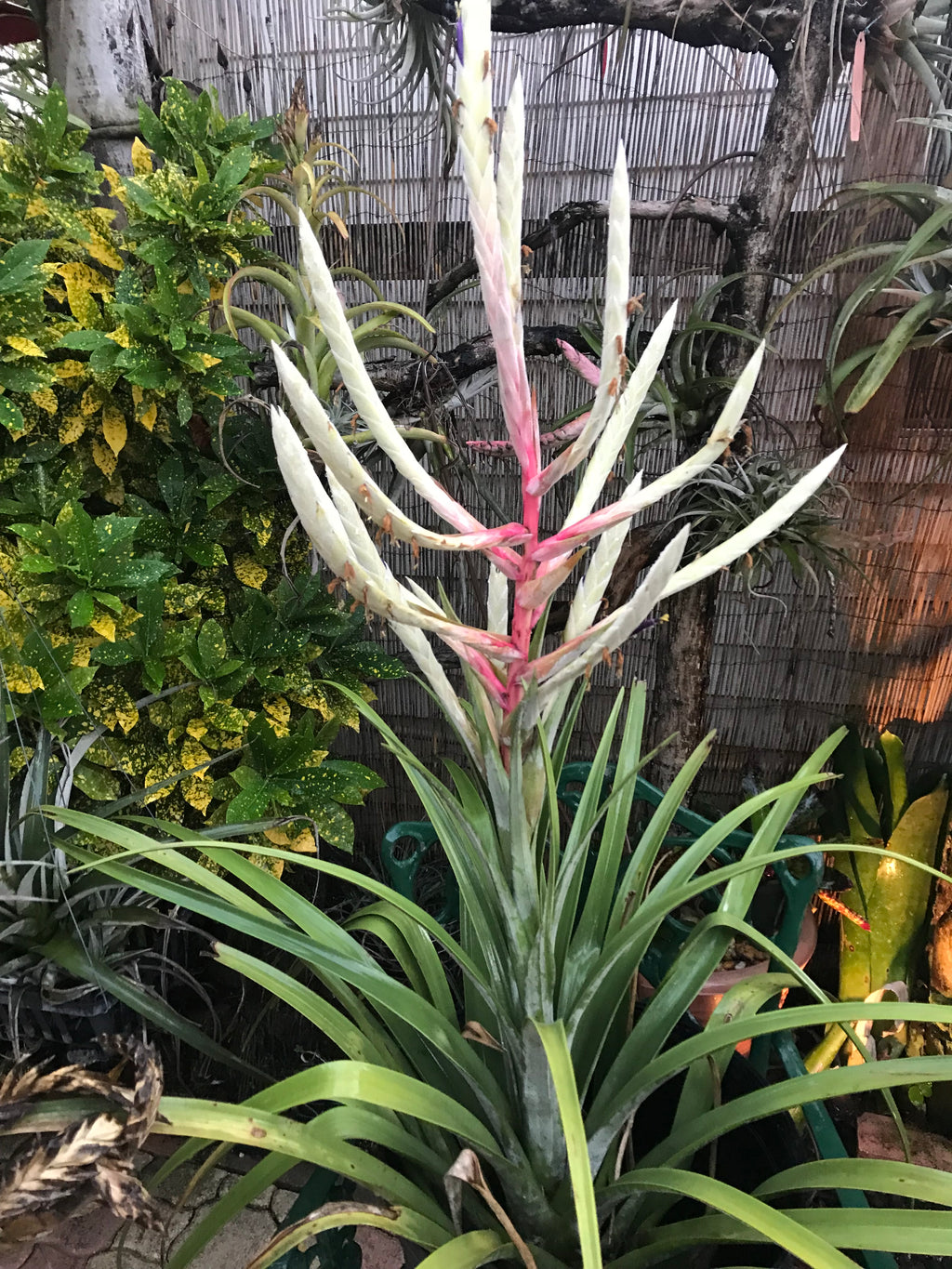 Tillandsia Copanensis