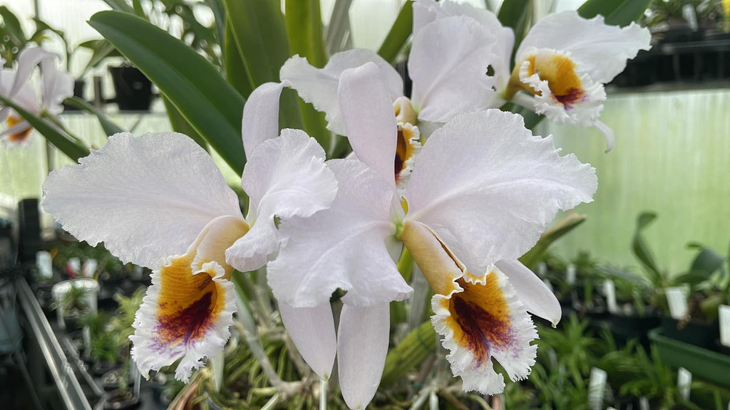 Cattleya Percivaliana Coerulea