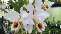 Cattleya Percivaliana Coerulea