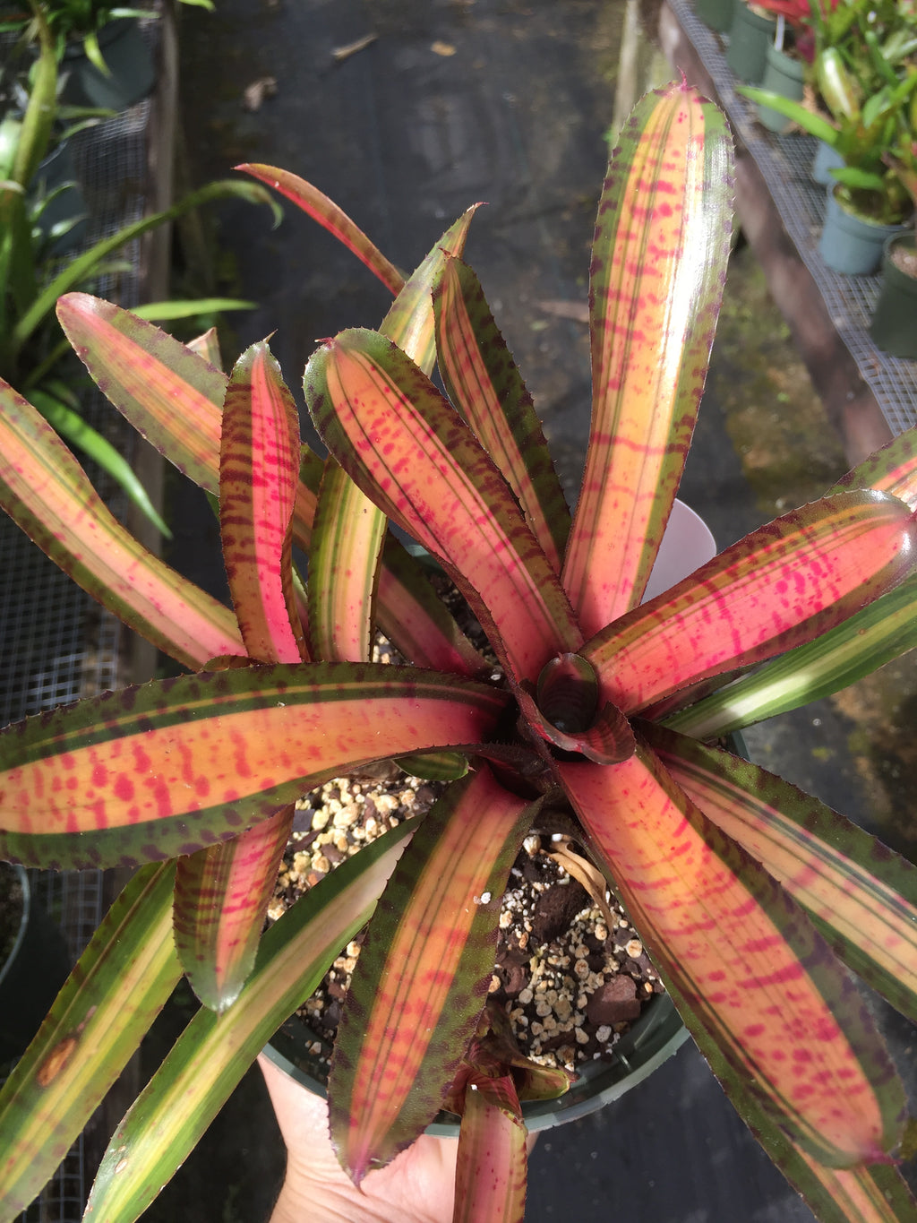 Neoregelia Code Red “Skotak”