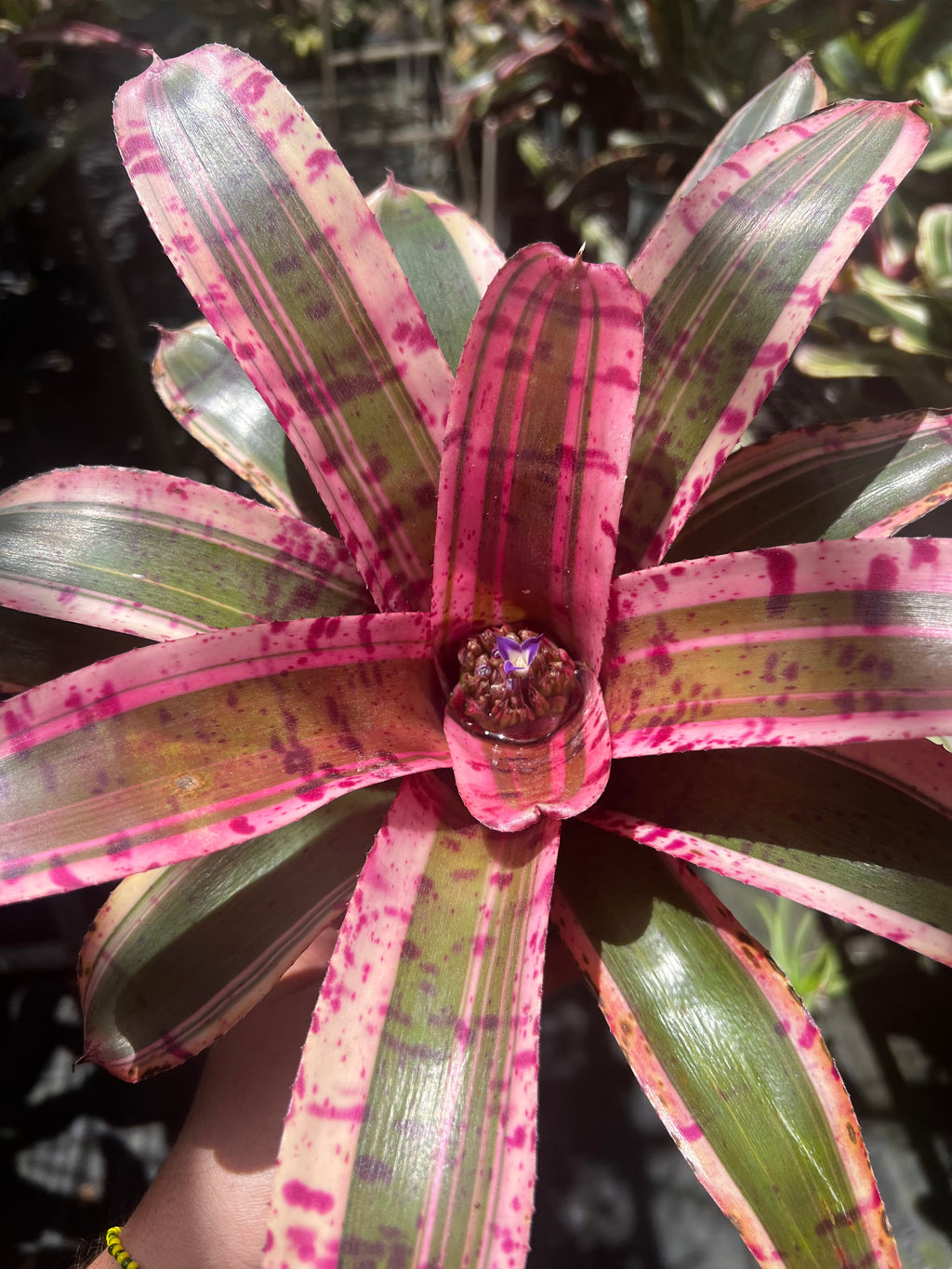 Neoregelia Tantrum