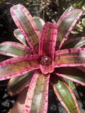 Neoregelia Tantrum
