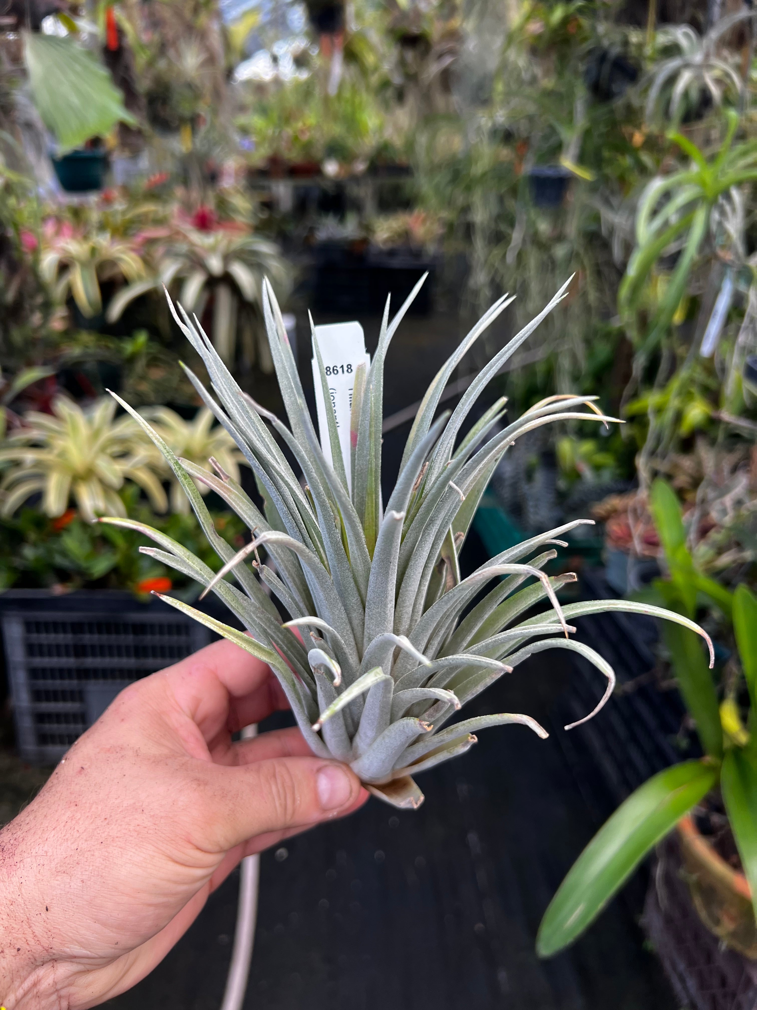 Tillandsia Veronicas Gift "RARE"