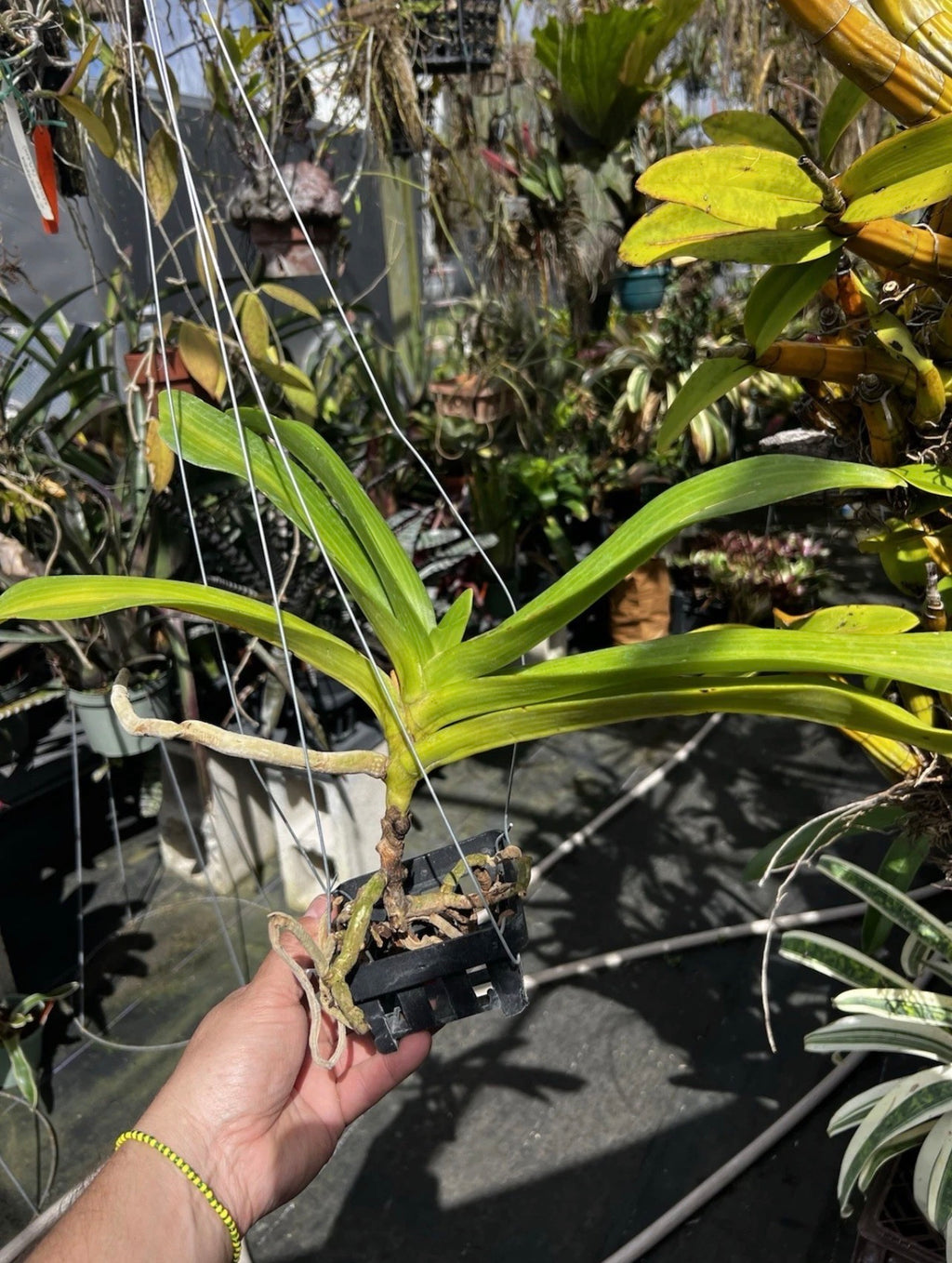 Rhychostyllis Gigantea “Peach Dream”