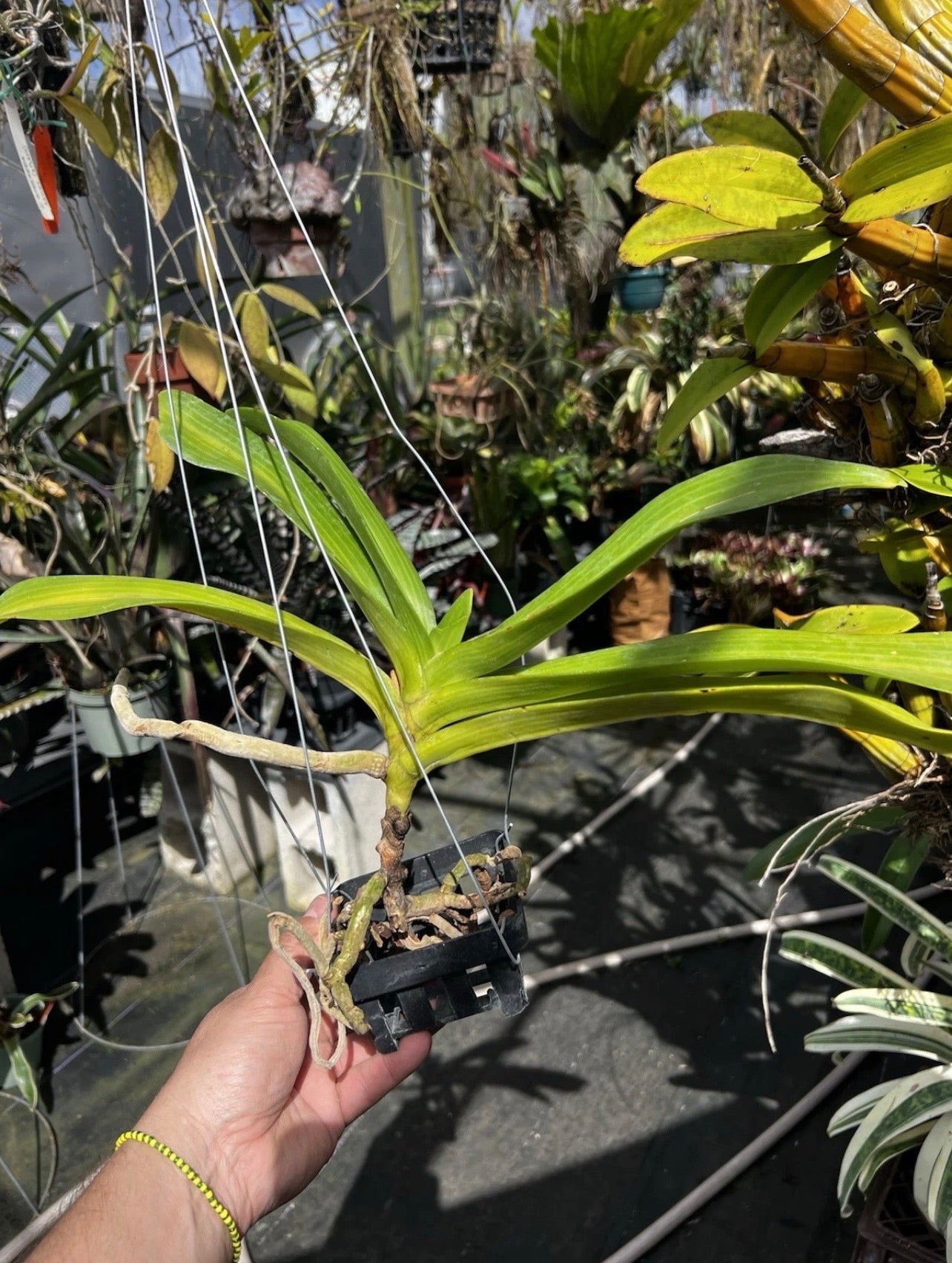 Rhychostyllis Gigantea “Peach Dream”