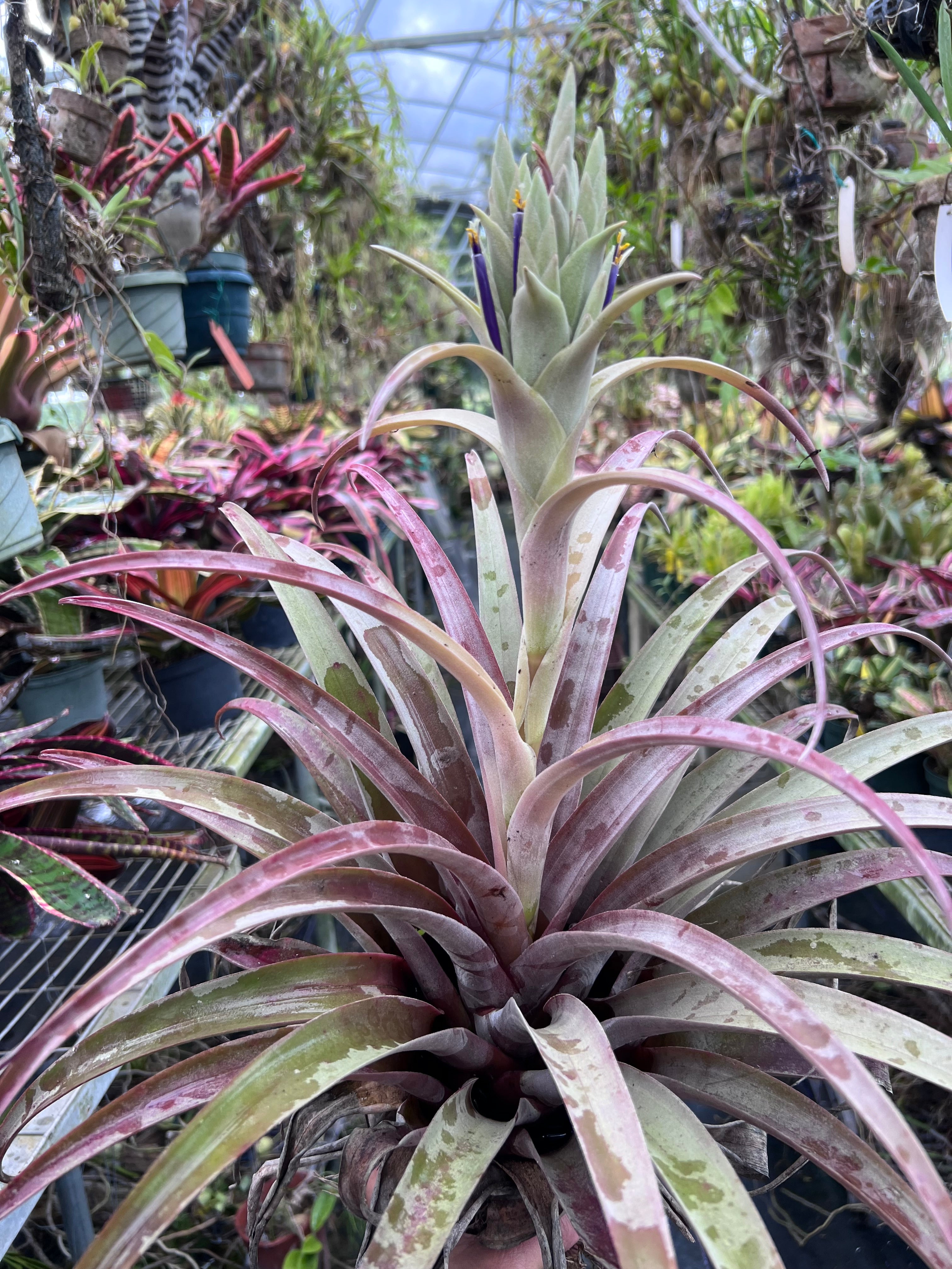 Tillandsia Ice Queen “Correale”