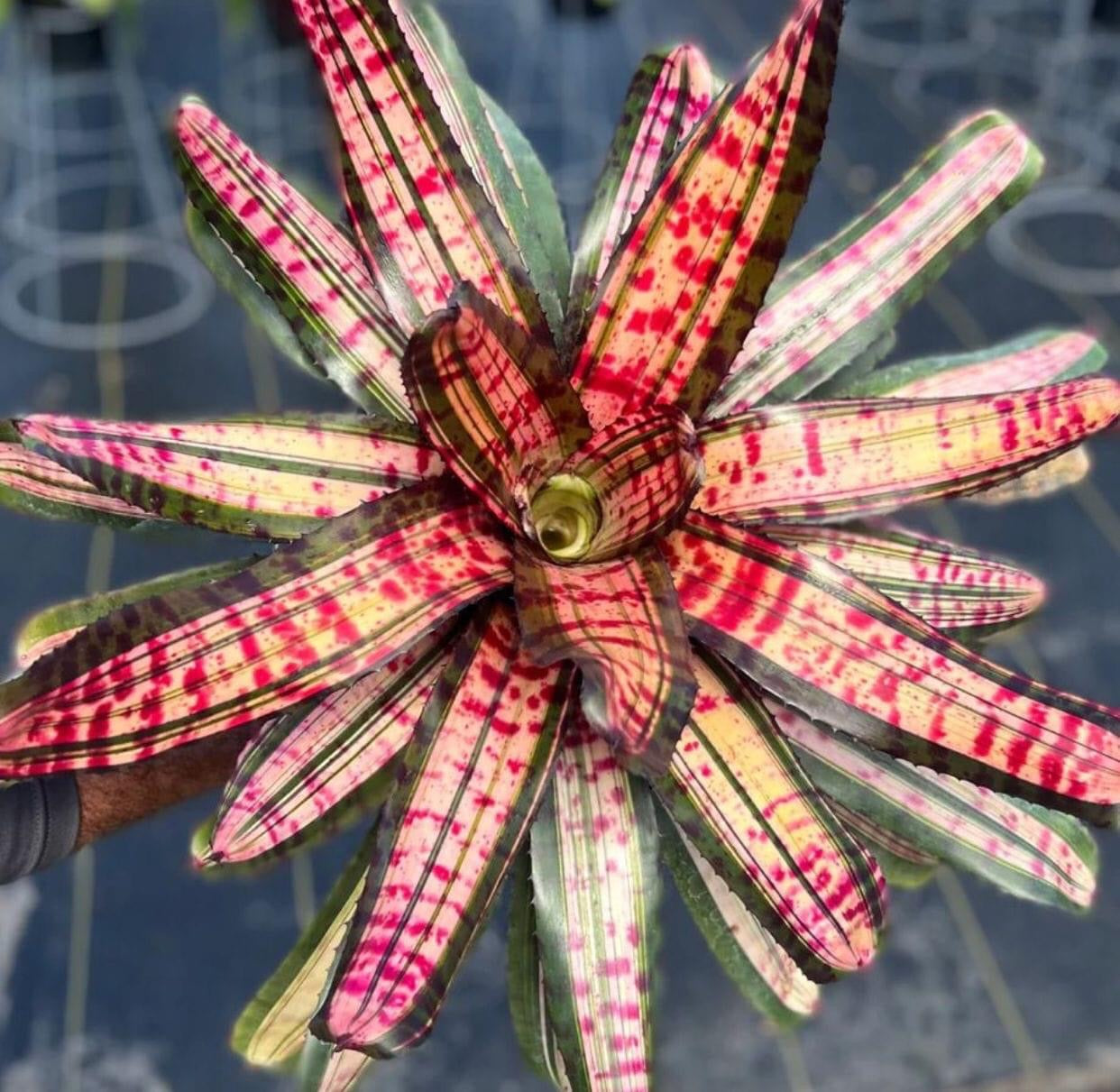 Neoregelia Legend “Skotak”