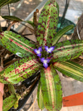 Neoregelia Gremlin “Skotak”