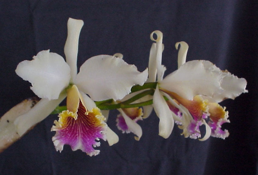 Cattleya Rex