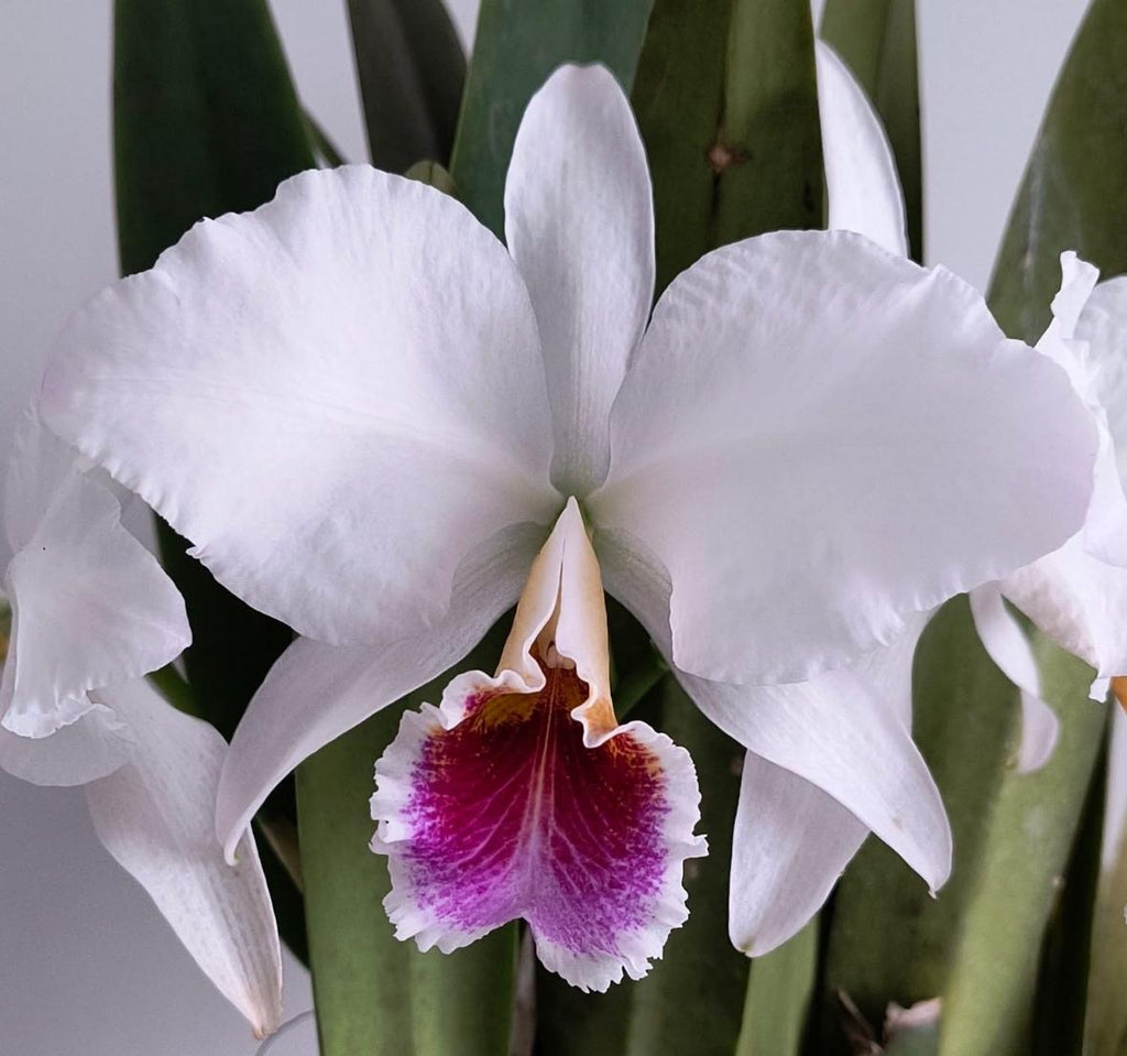 Cattleya Percivaliana Semi Alba “Canaimas Carache”