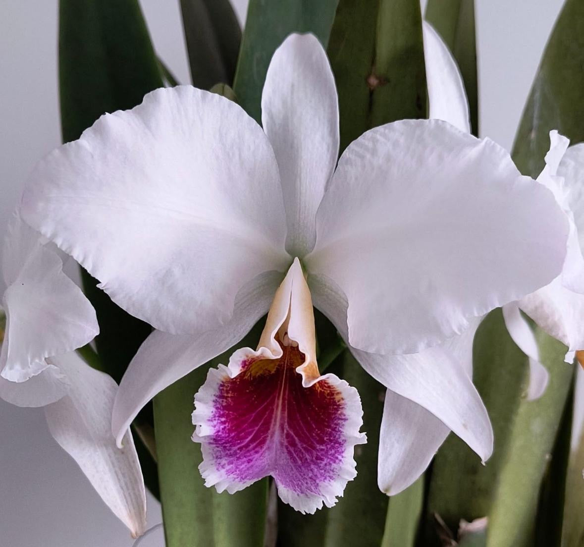 Cattleya Percivaliana Semi Alba “Canaimas Carache”