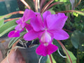 Cattleya Walkeriana “Mirtha Isabel”