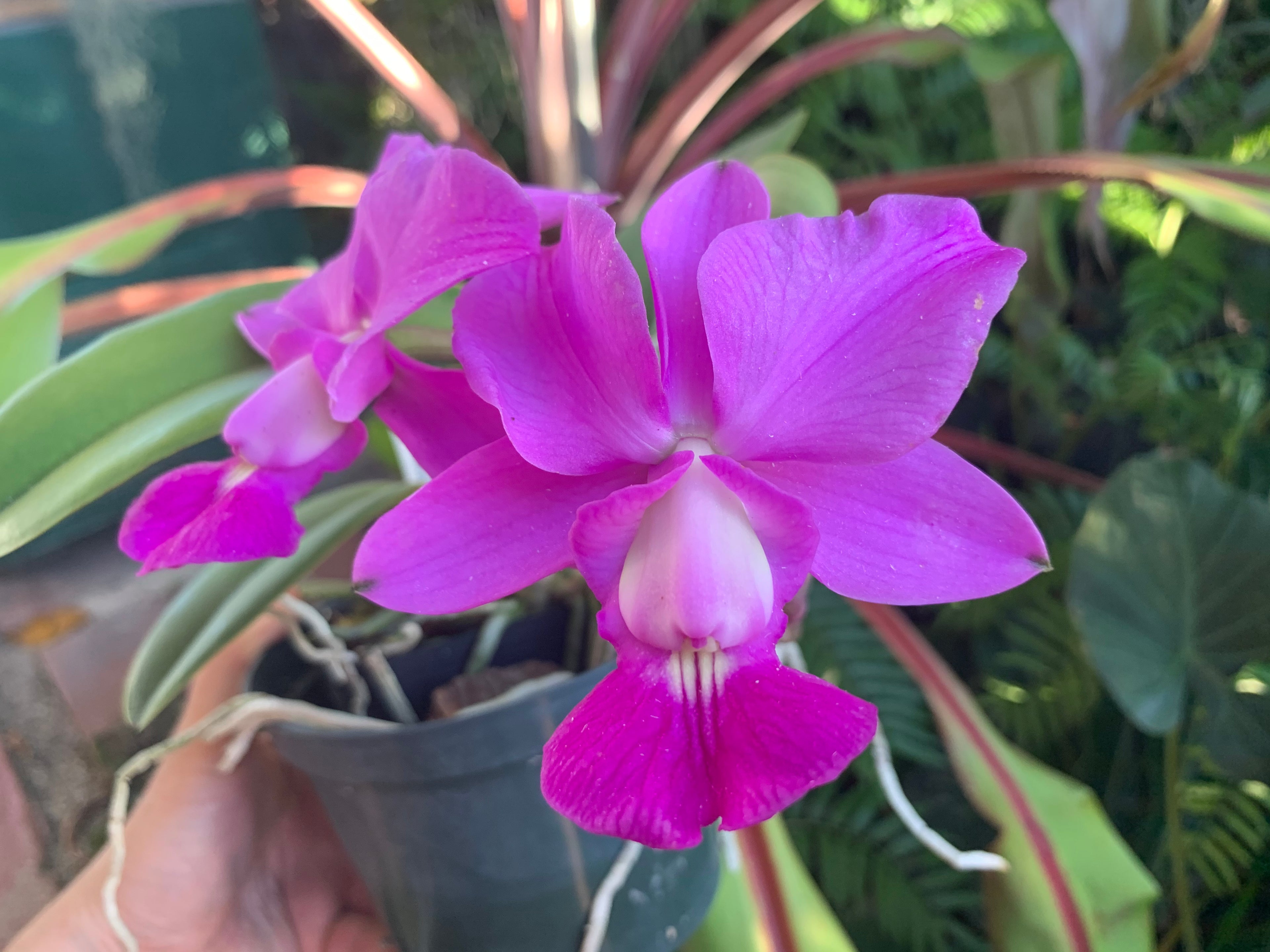Cattleya Walkeriana “Mirtha Isabel”