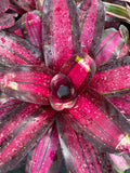Neoregelia Extravagant