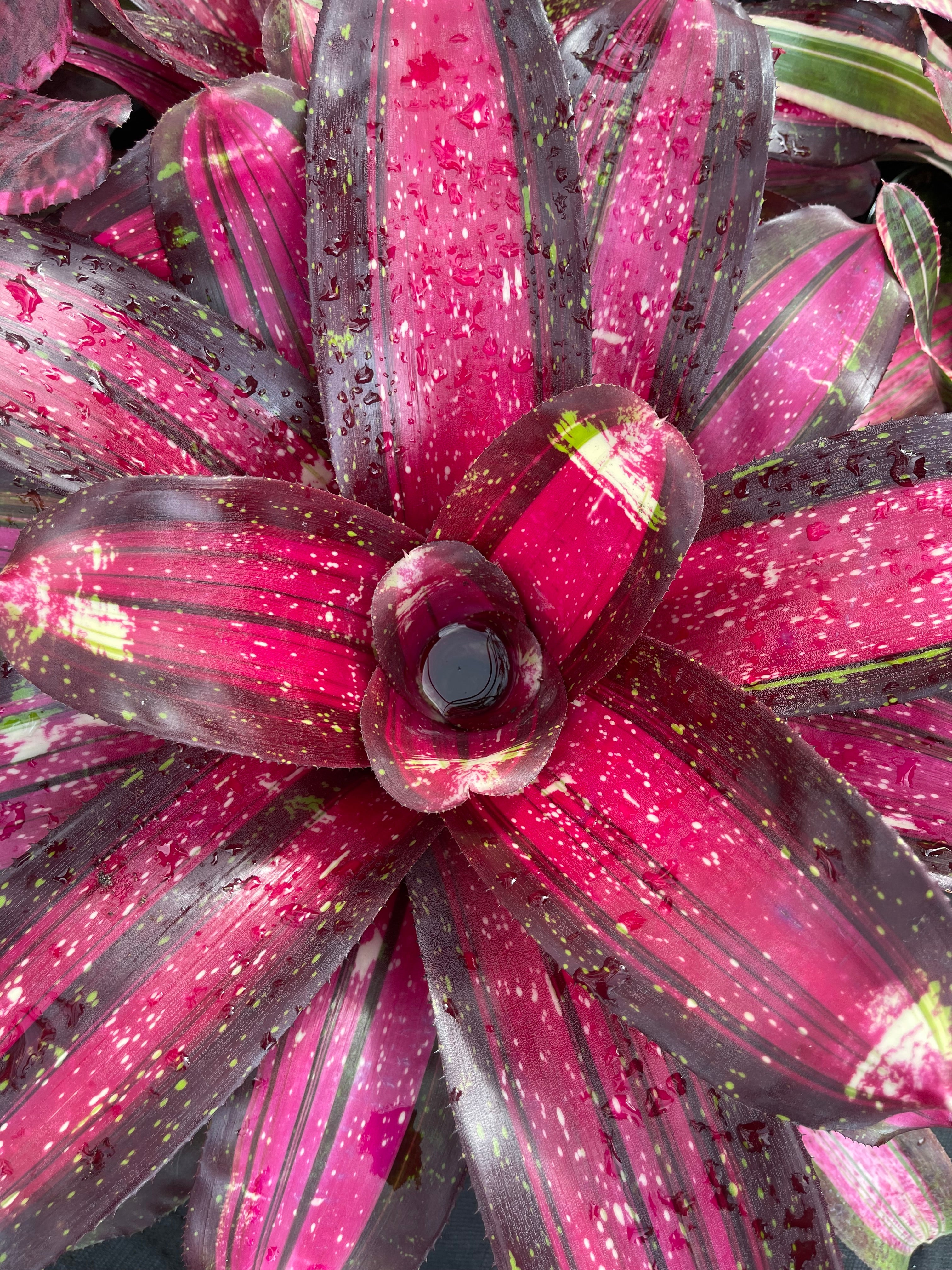 Neoregelia Extravagant