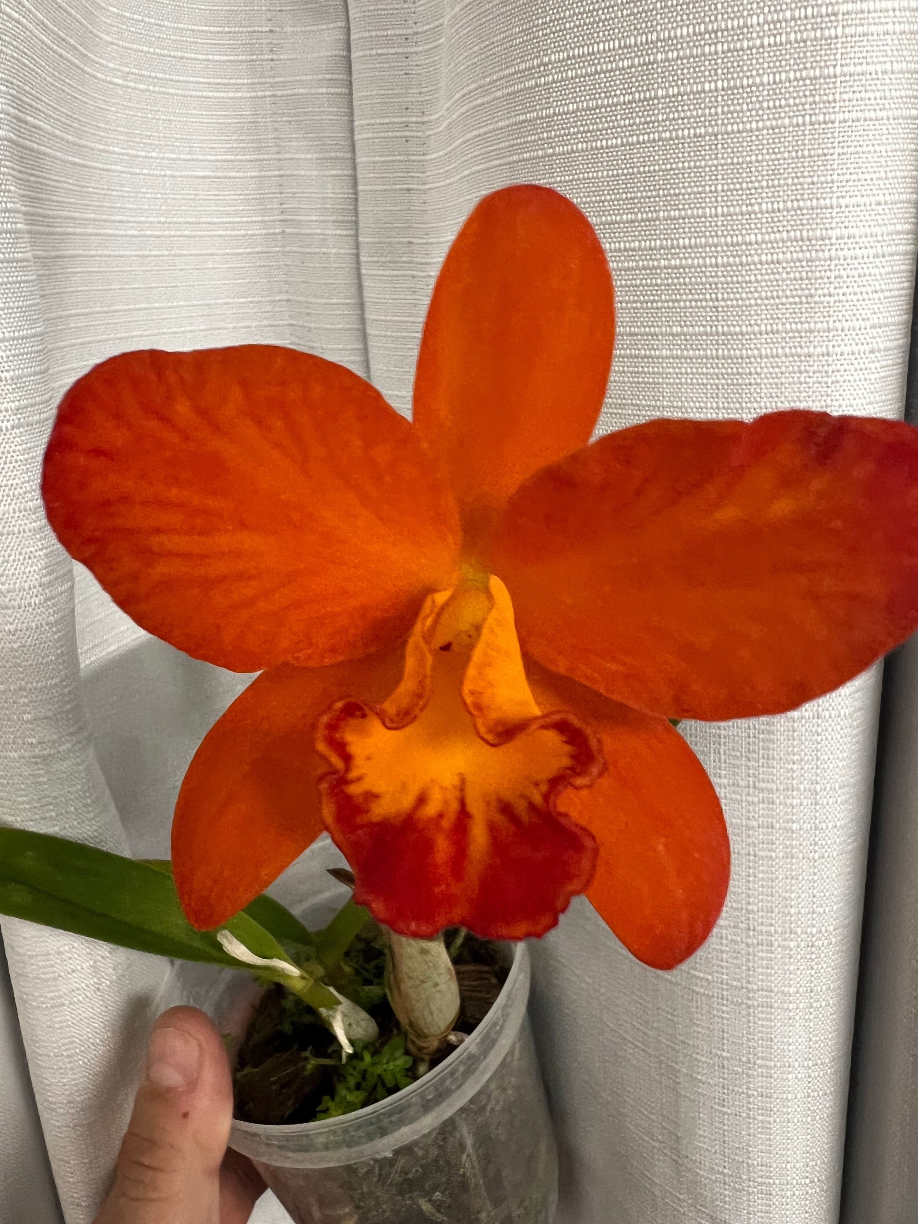 Rth. Shinfong Orange “Michael Tibbs”