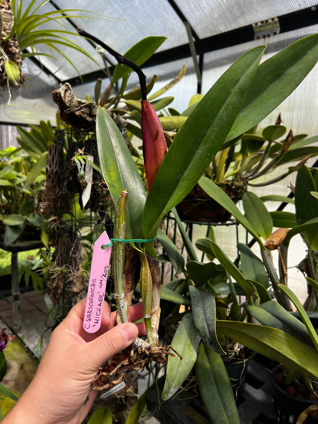 Cattleya Warszewiczii ‘Michael’ AM/AOS