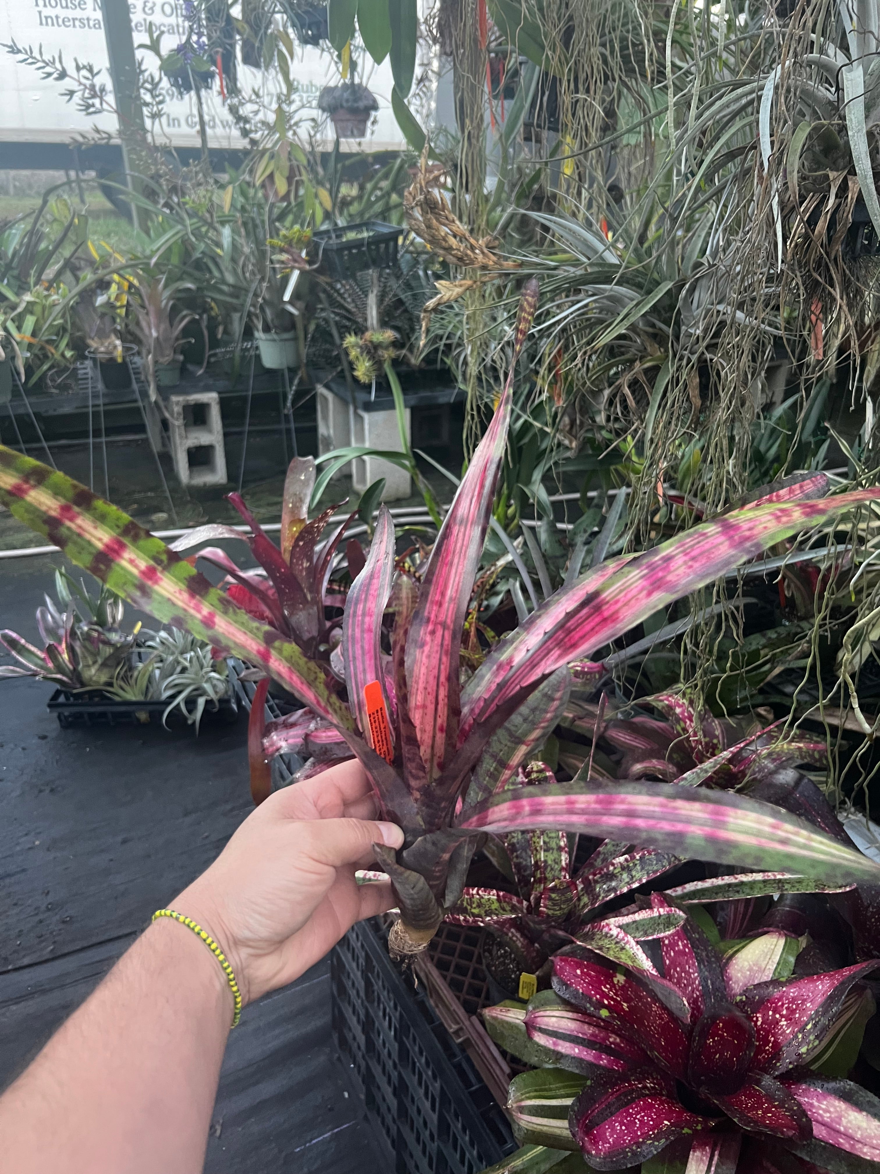 Neoregelia Jolt “Skotak”