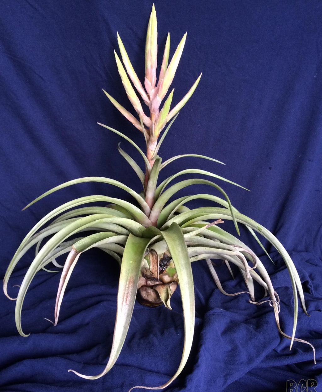 Tillandsia Miami Magic “Correale”