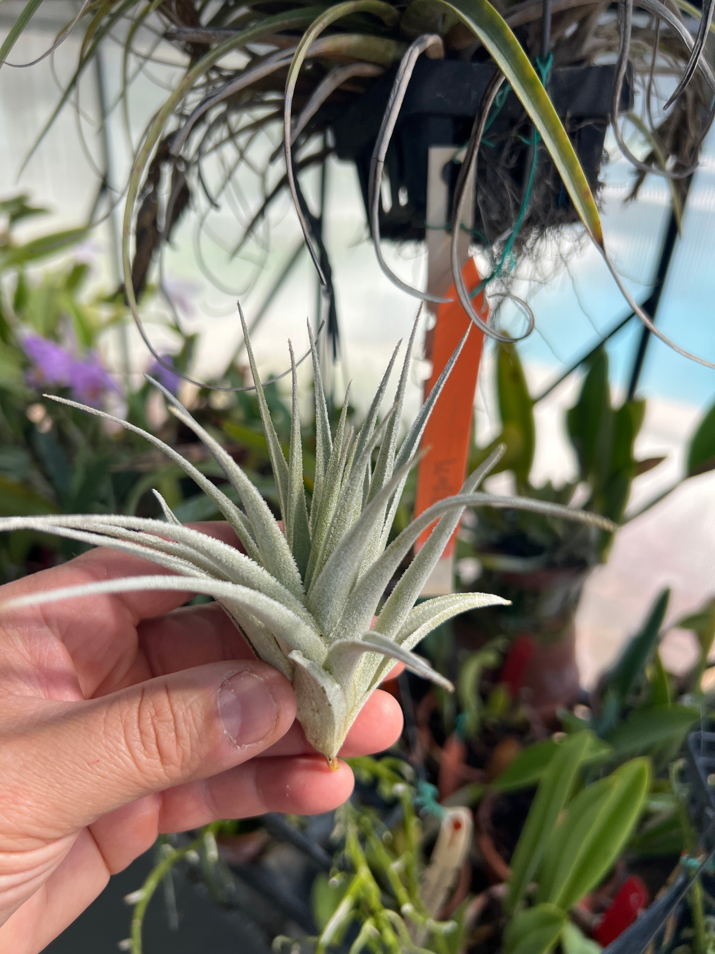 Tillandsia Gardneri Var. Rupricola “PINK FORM”