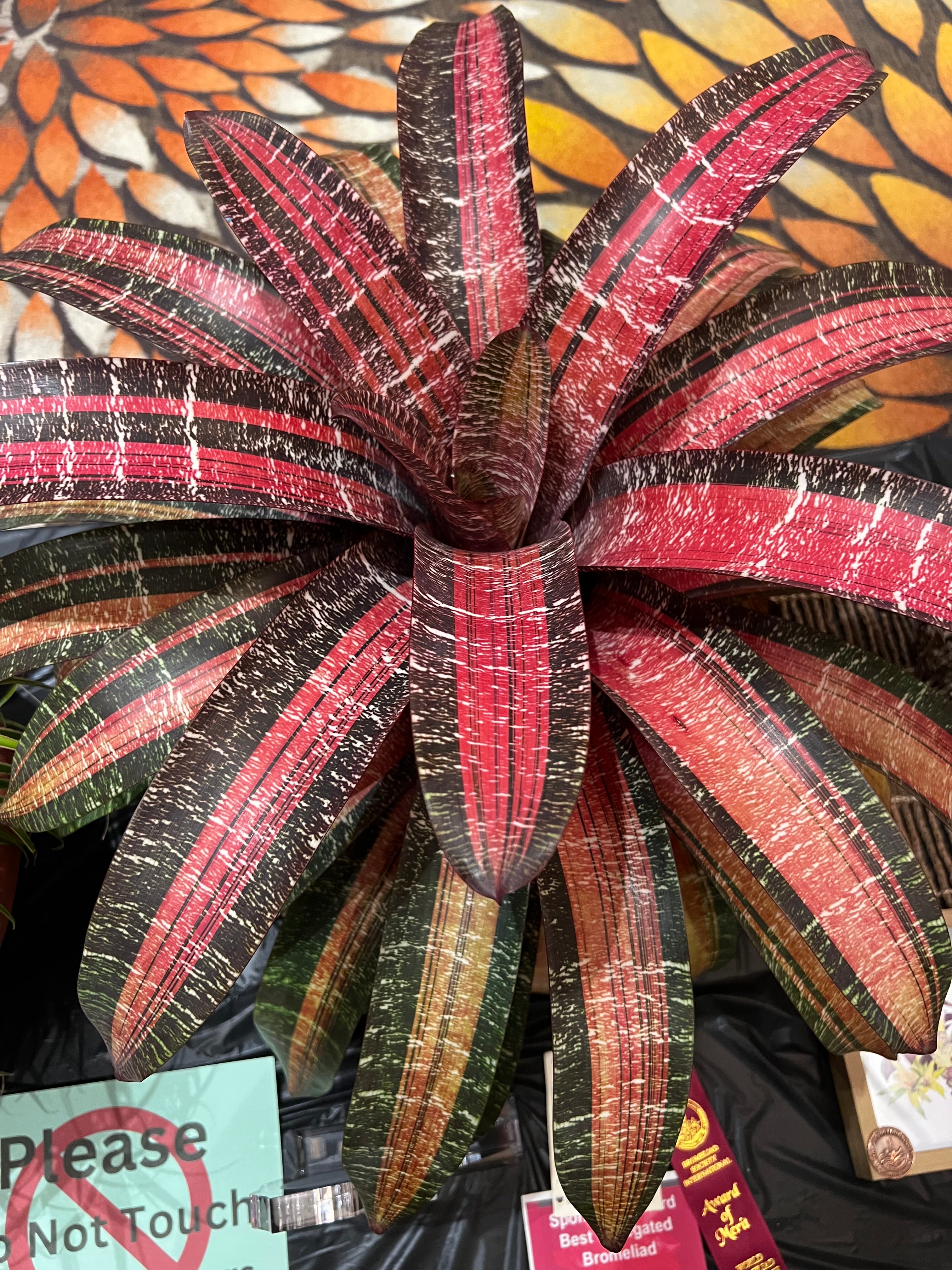 Vriesea Fosteriana “Shazaam”