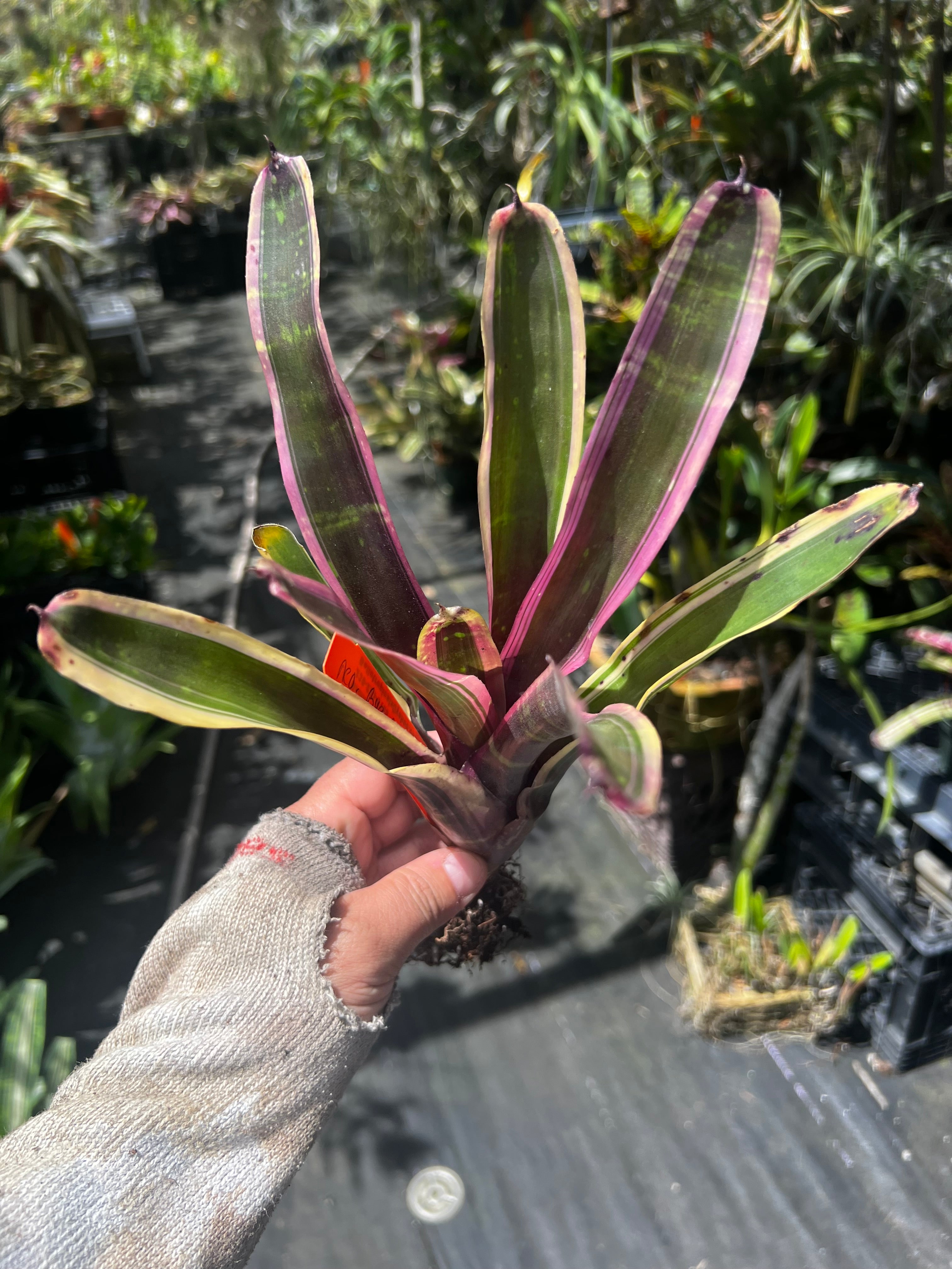Neoregelia Bye Bye Black Bird