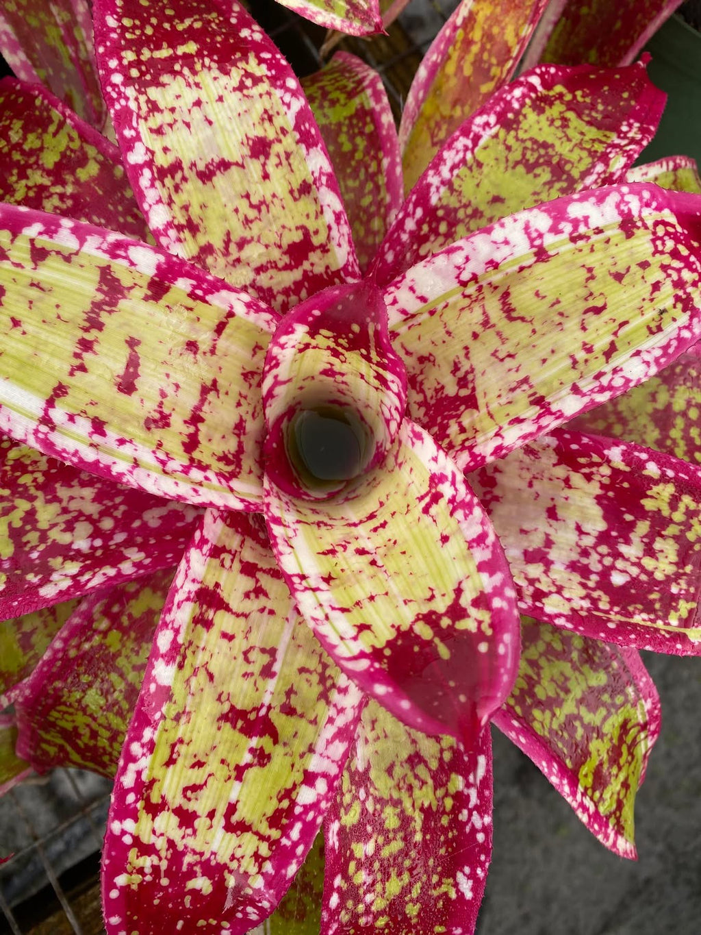 Neoregelia Highly Flammable “Skotak” NEW 2026 RELEASE !!