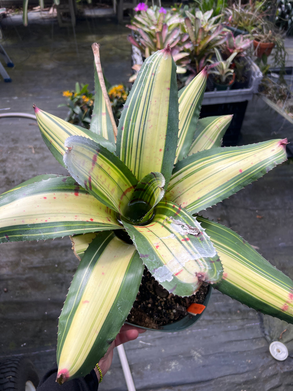 Neoregelia Scarface