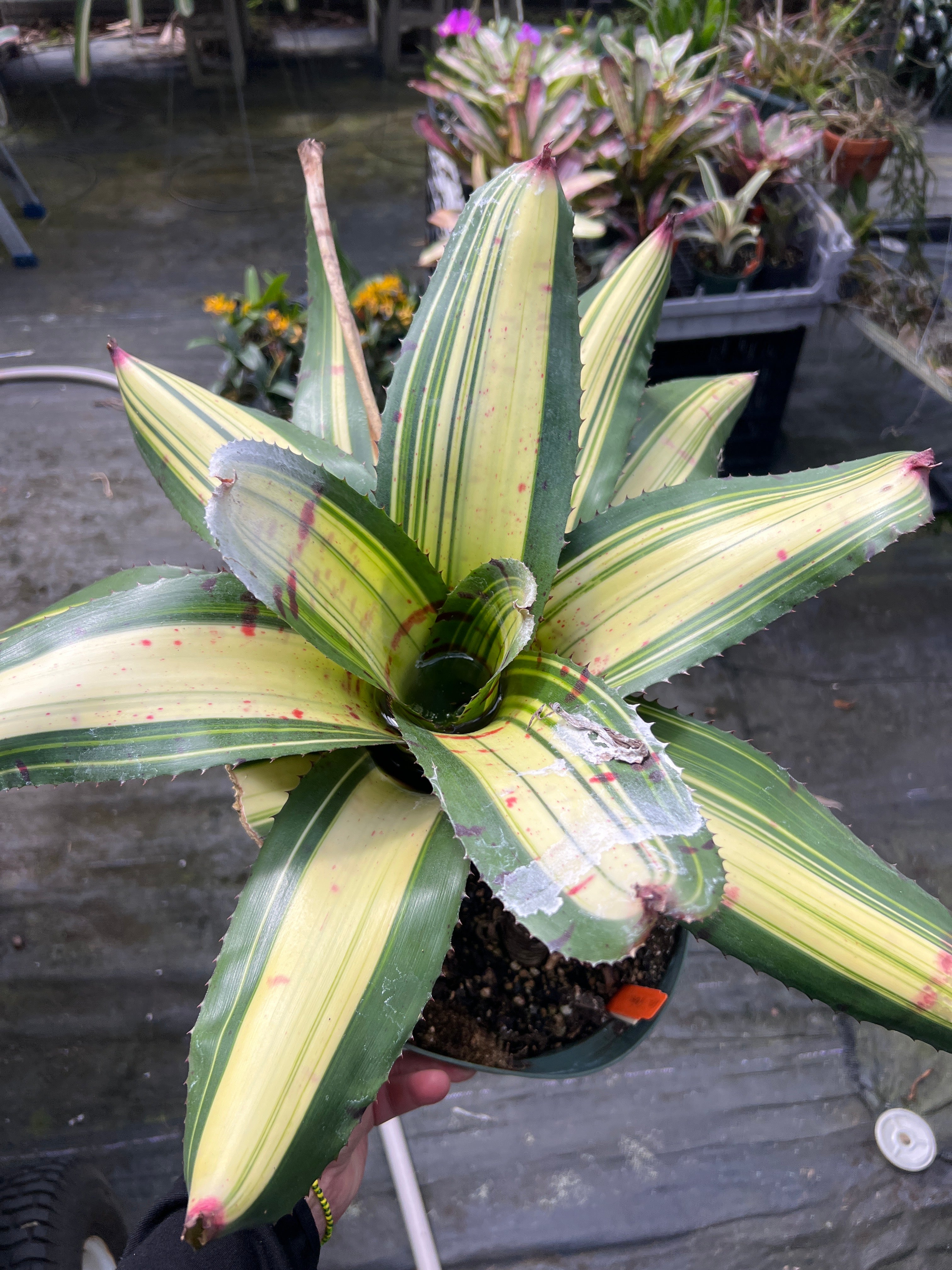 Neoregelia Scarface