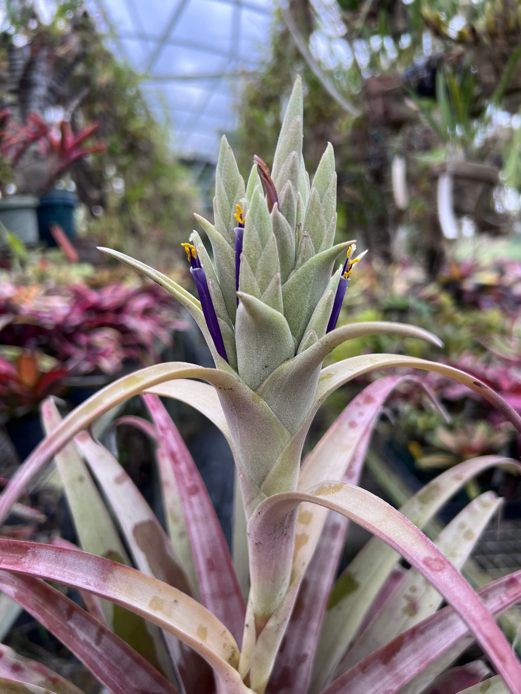 Tillandsia Ice Queen “Correale”