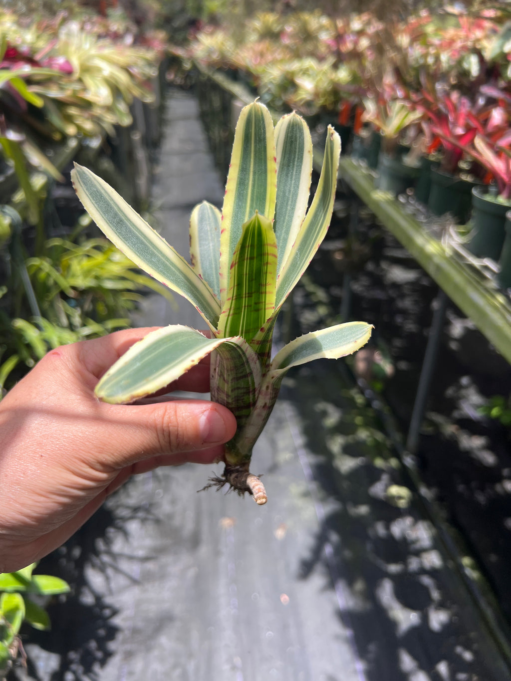 Neoregelia Balboa “Skotak”