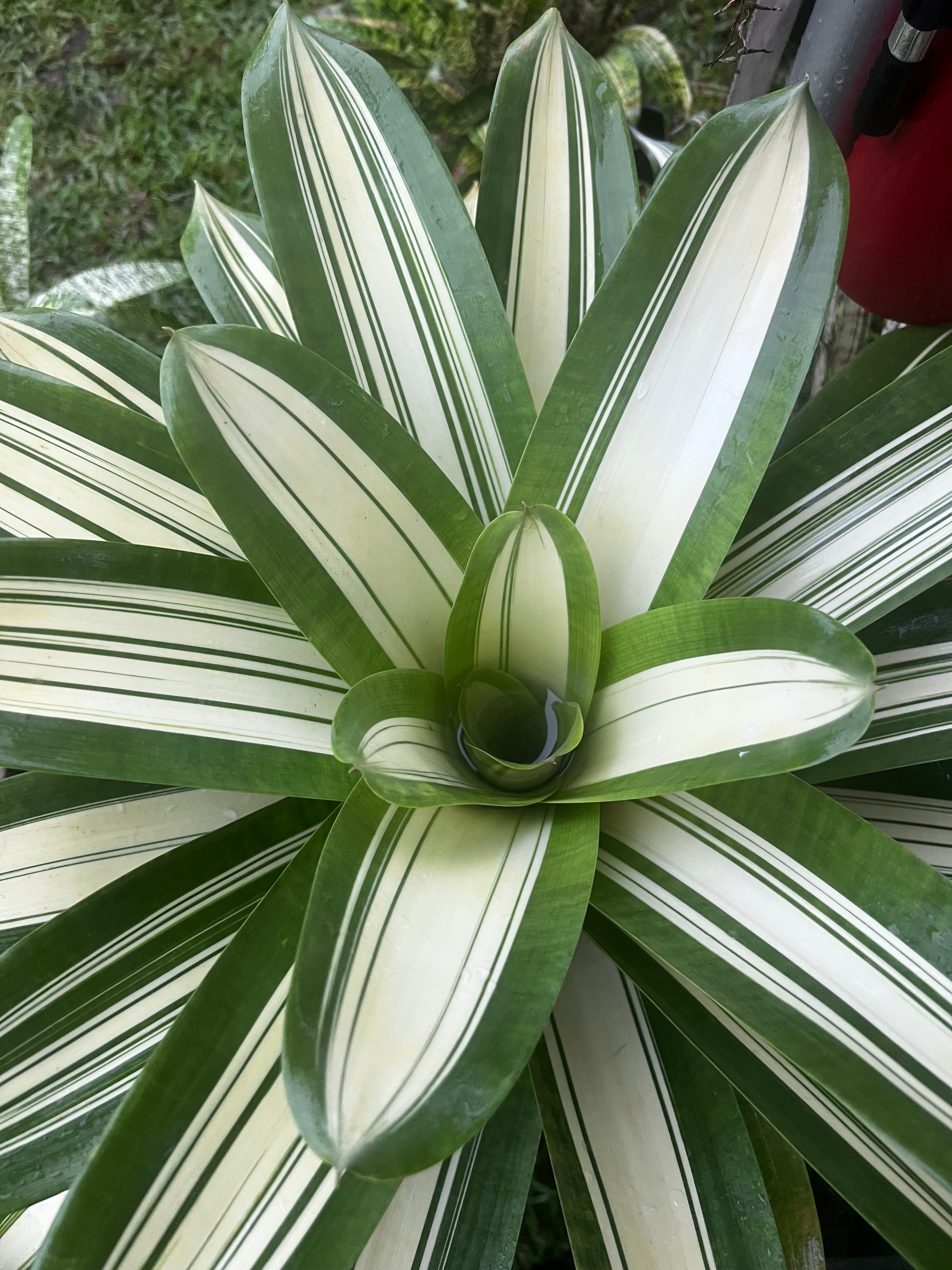 VRIESEA PSEUDOATRA 'EUREKA” VERY RARE !!!!!