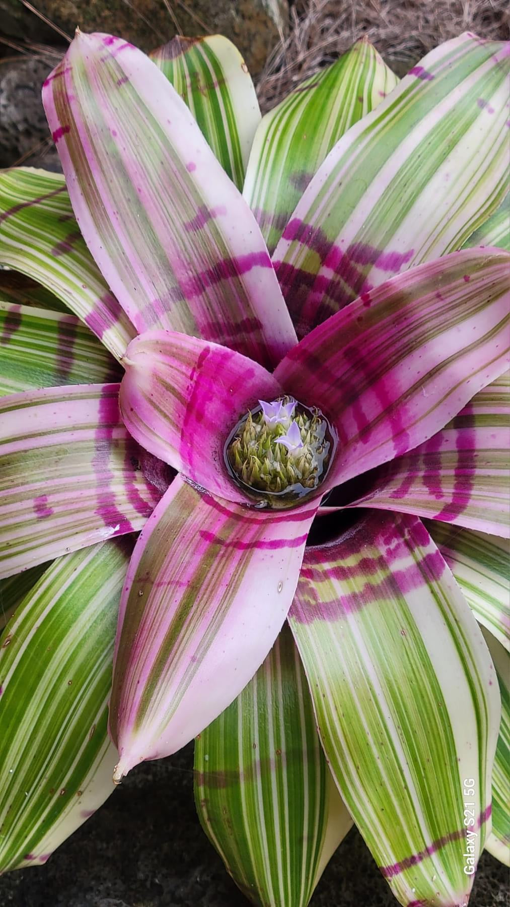 Neoregelia First Wave