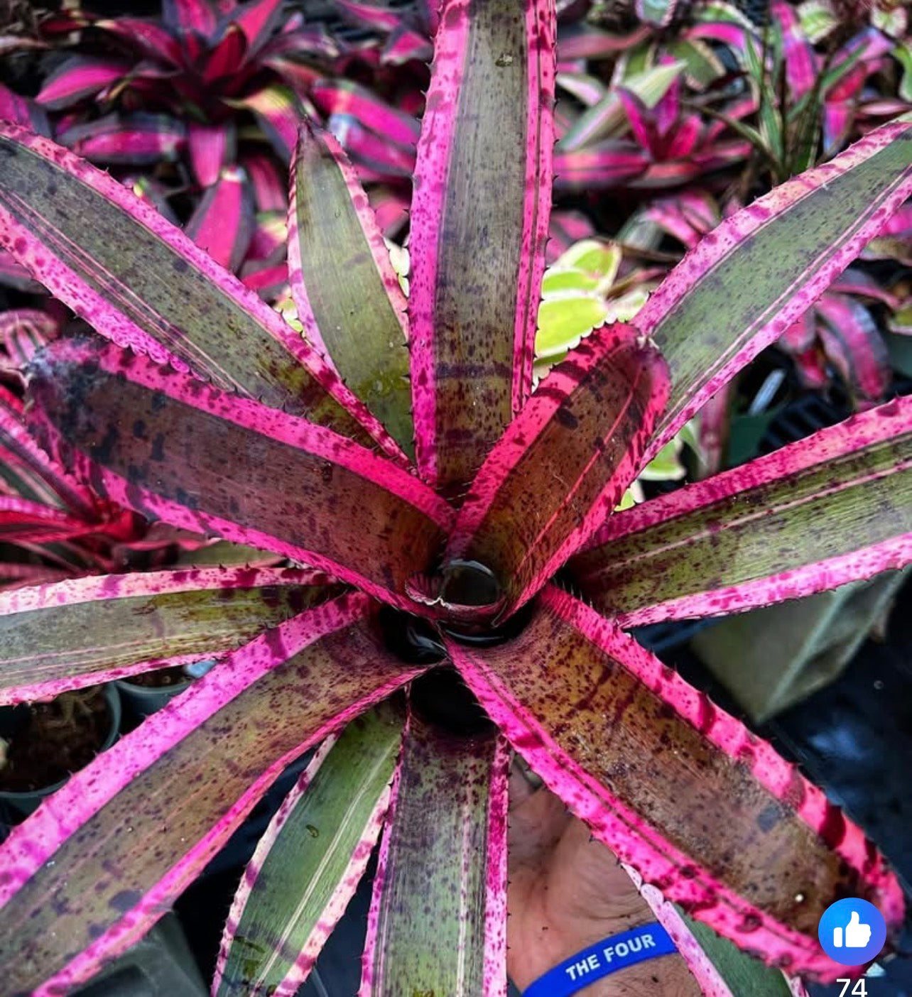 Neoregelia Chaos “Skotak”