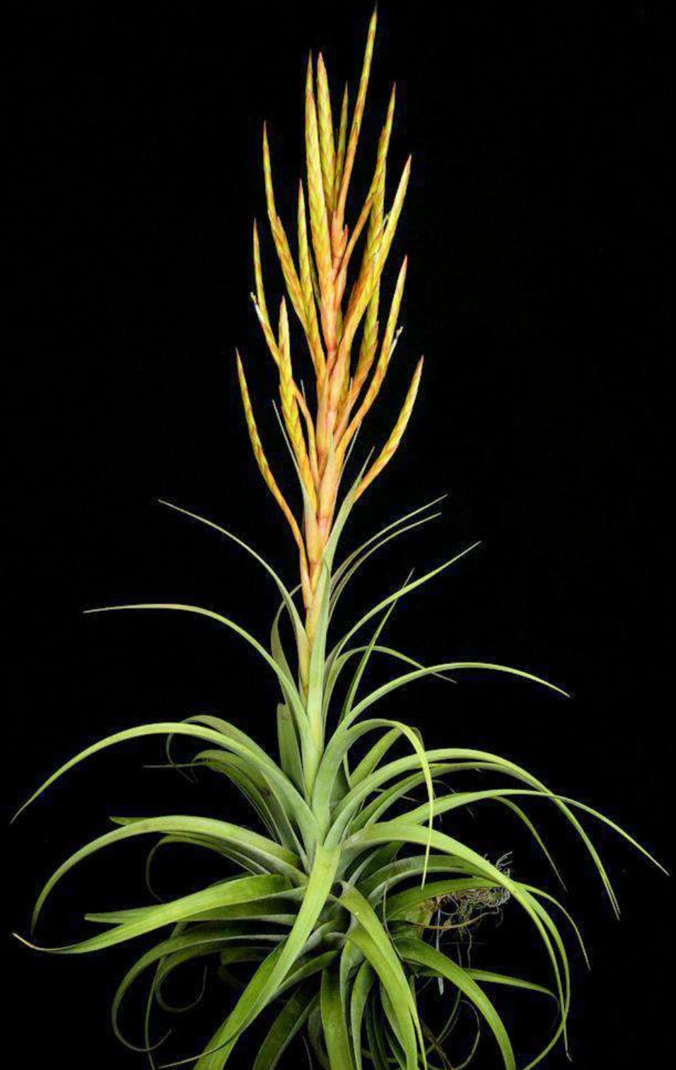 Tillandsia Guenthernolleri “Rio Marabasco
